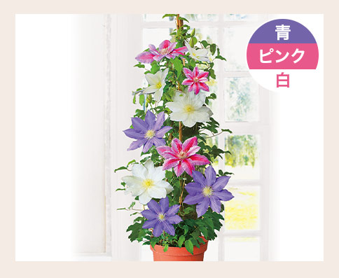 3色ミックスクレマチス
