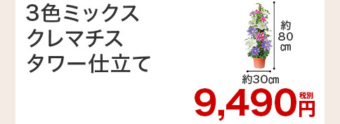3色ミックスクレマチス