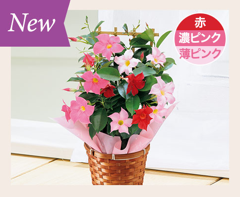 3色ミックスマンデビラ