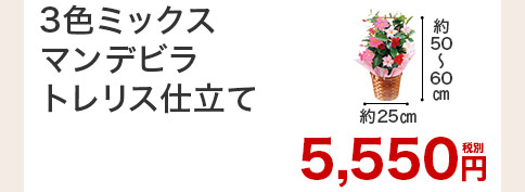 3色ミックスマンデビラ