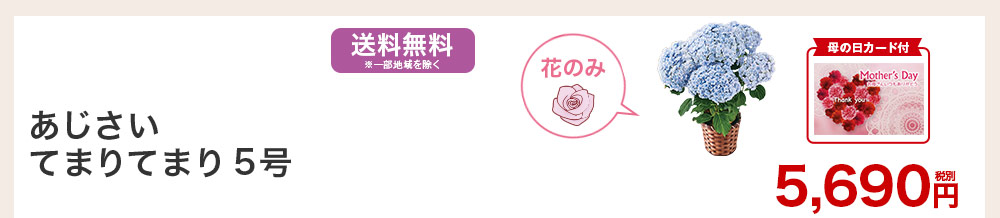 あじさい てまりてまり5号 お花のみ