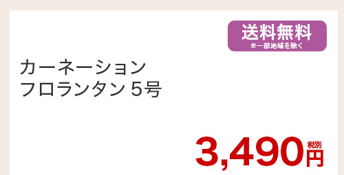 カーネーション フロランタン5号 花のみ