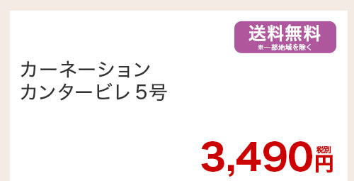 カーネーション カンタービレ5号 花のみ