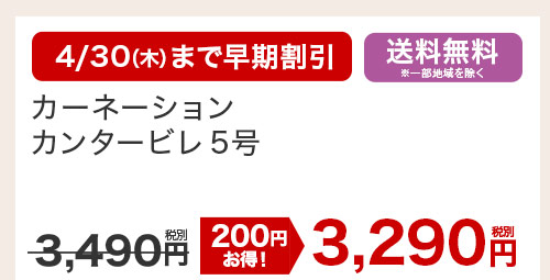 カーネーション カンタービレ5号 花のみ