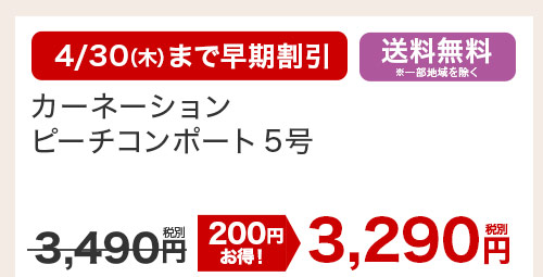 カーネーション ピーチコンポート5号 花のみ