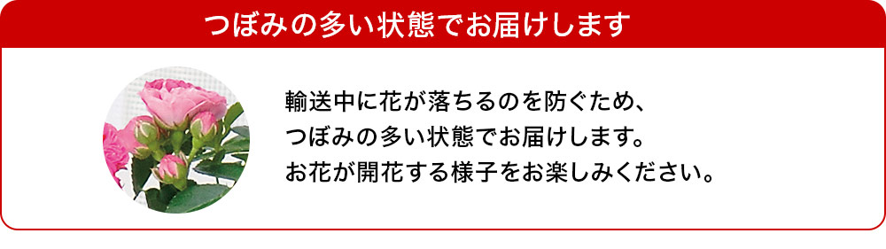 つぼみの多い状態でお届けします