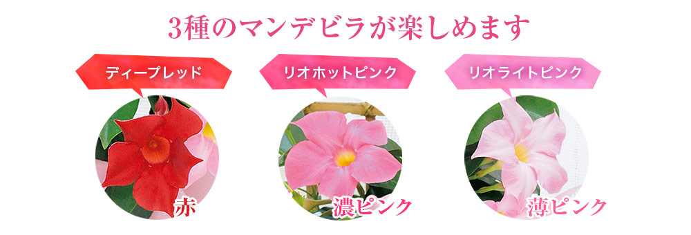 バイヤーイチオシ！