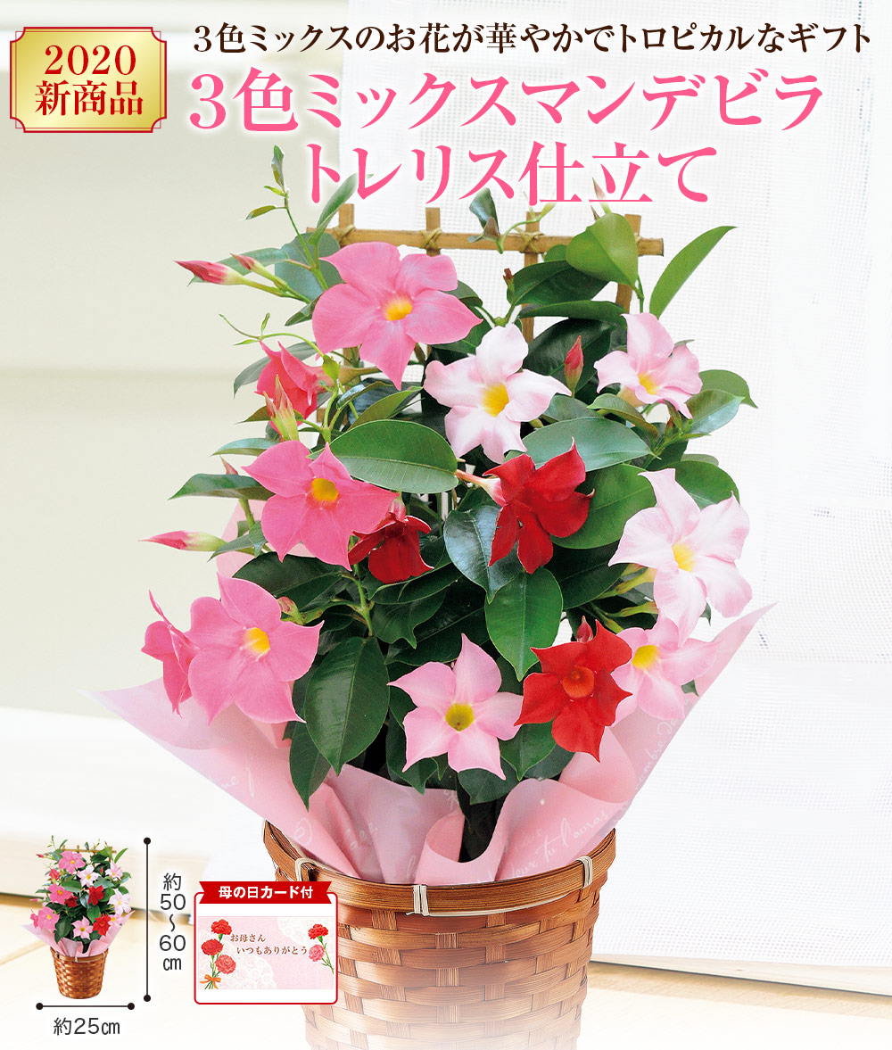 3色ミックスマンデビラ