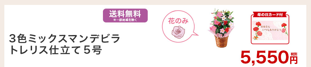 3色ミックスマンデビラ トレリス仕立て5号