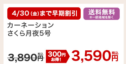 カーネーションさくら月夜5号