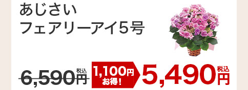 あじさいフェアリーアイ 花のみ