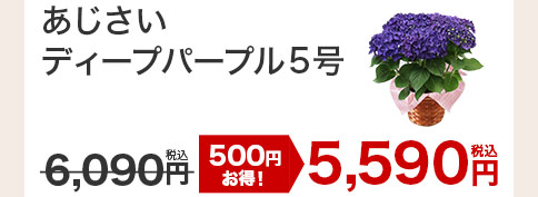 あじさいディープパープル 花のみ