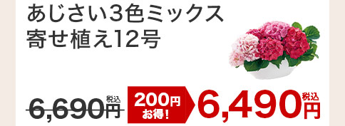 あじさい3色ミックス寄せ植え 花のみ