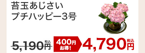 苔玉あじさいプチハッピー 花のみ