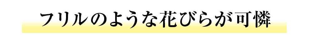 フリルのような花びらが可憐