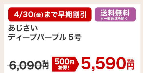 あじさいディープパープル5号 花のみ