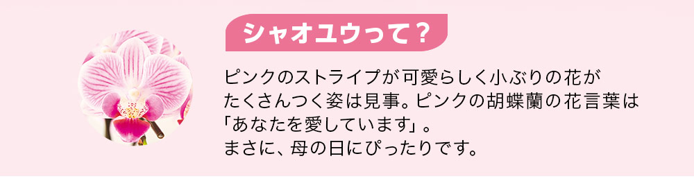 マイクロ胡蝶蘭 シャオユウ特長