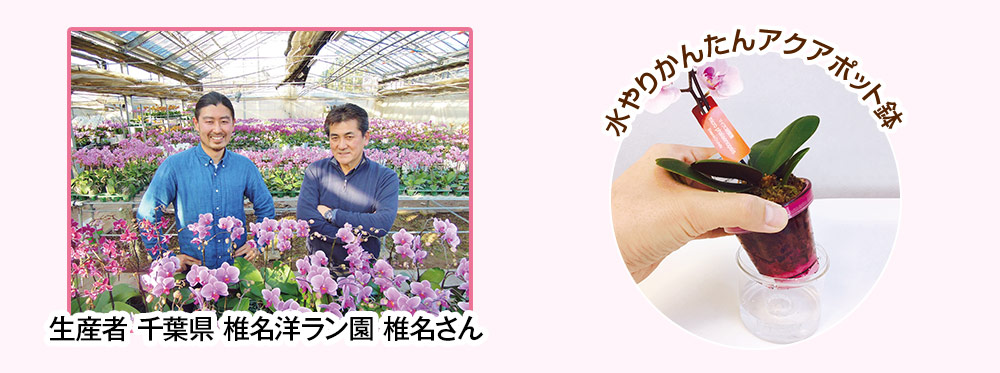 生産者 椎名さん 水やりかんたんアクアポット鉢