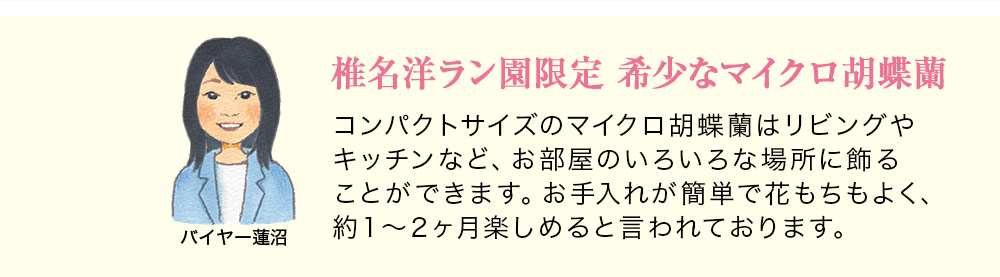 バイヤーより 胡蝶蘭のおすすめポイント