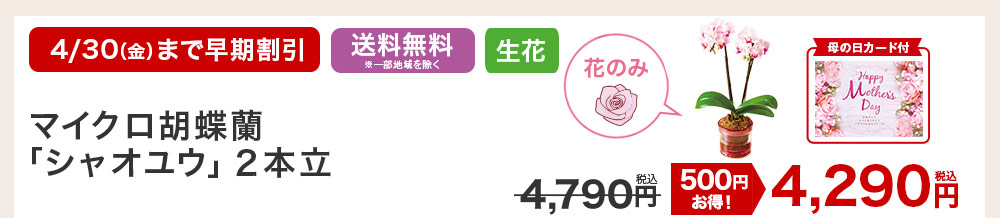 マイクロ胡蝶蘭 シャオユウ