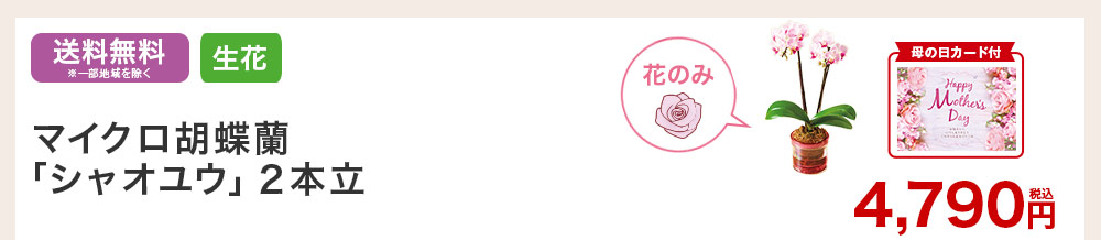 マイクロ胡蝶蘭 シャオユウ