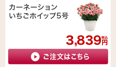 カーネーションいちごホイップ　花のみご注文はこちら