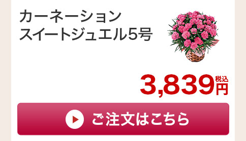 カーネーションスイートジュエル　花のみご注文はこちら