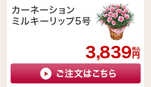 カーネーションミルキーリップ　花のみご注文はこちら