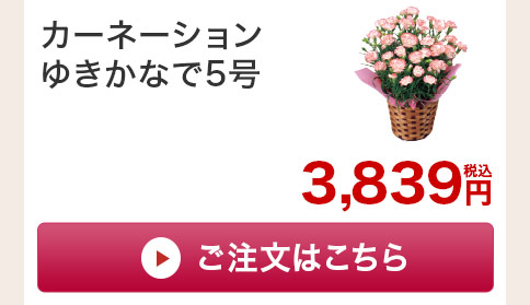 カーネーションゆきかなで　花のみご注文はこちら
