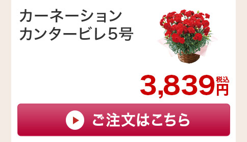 カーネーションカンタービレ　花のみご注文はこちら