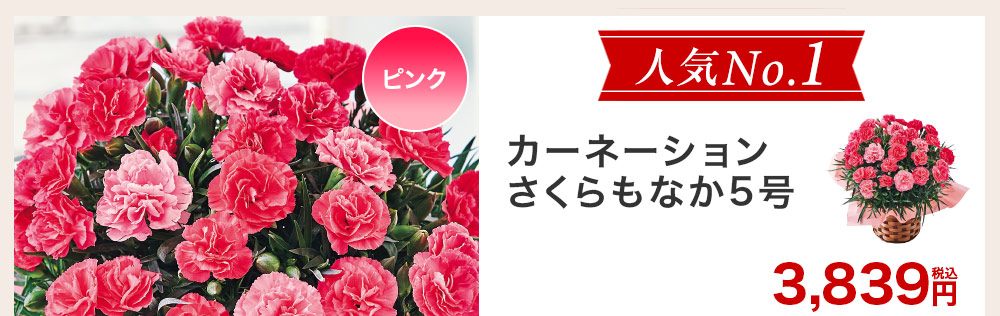 人気ナンバー1 カーネーション さくらもなか