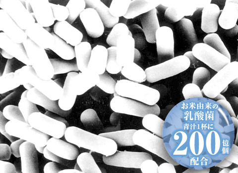 お米由来の植物性乳酸菌を配合