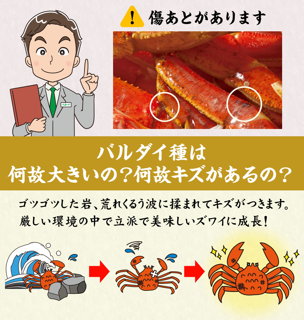 バルダイ種は何故大きいの？何故キズがあるの？