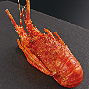 ロブスター