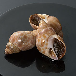 バイ貝旨煮