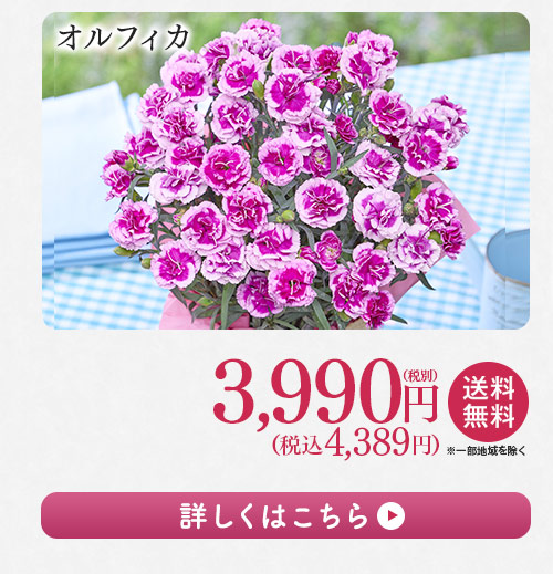 オルフィカ 詳しくはこちら