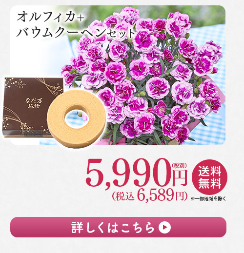 オルフィカ＋バウムクーヘンセット 詳しくはこちら