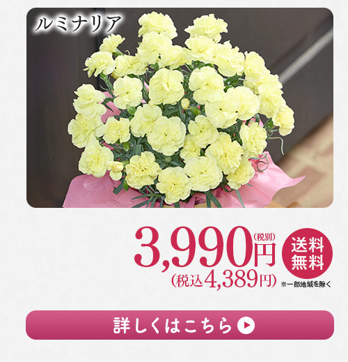 ルミナリア 詳しくはこちら