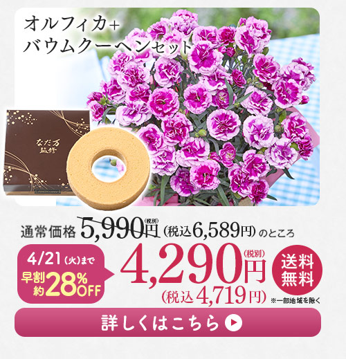 オルフィカ＋バウムクーヘンセット 詳しくはこちら