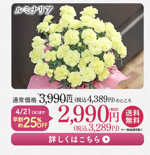 ルミナリア 詳しくはこちら