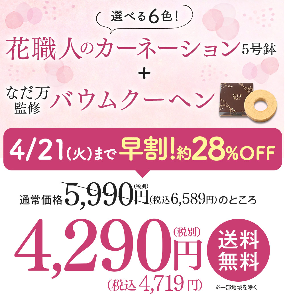 花職人のカーネーション＋バウムクーヘン