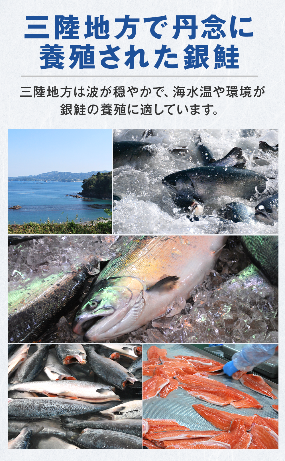 三陸地方で丹念に養殖された銀鮭