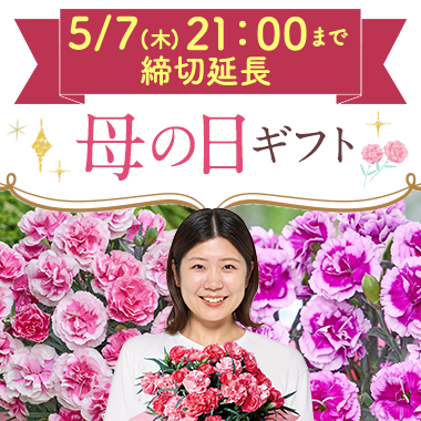 母の日特集