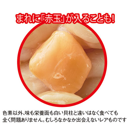 【ＳＡＬＥ！】北海道産訳ありホタテ貝柱５００ｇ