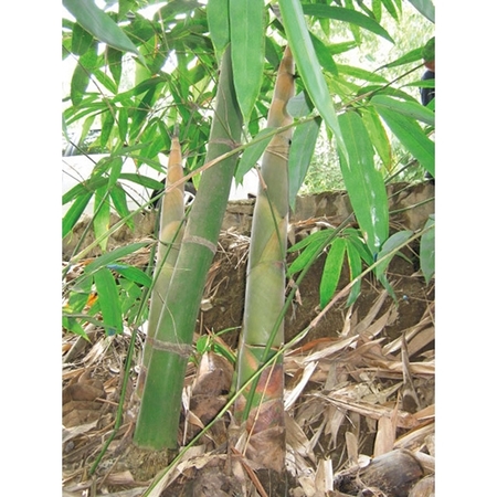 やわらか穂先メンマ