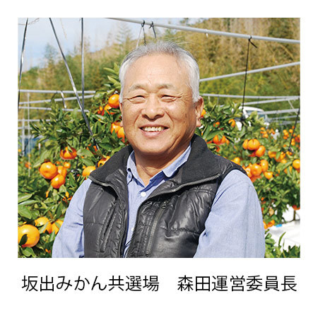 さぬき紅みかん２．５キロ　１１月中旬頃―１２月下旬頃お届け