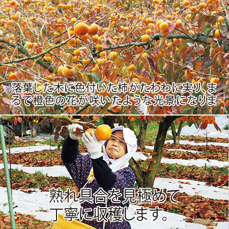 花御所柿　１２月上旬頃‐１２月下旬頃お届け