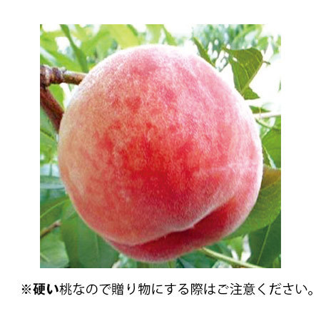 山形のパリパリ桃２キロ　９月上旬頃―９月中旬頃お届け