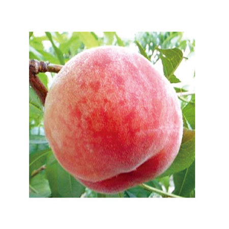 山形のパリパリ桃２キロ　８月中旬頃ー９月下旬頃お届け