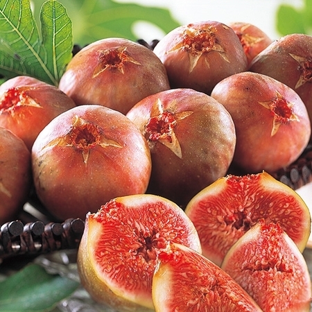 蓬莱柿いちじく　８月下旬頃‐９月下旬頃お届け